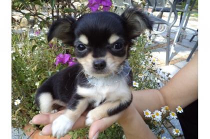 Chihuahua und Chihuahua-Mix Welpen