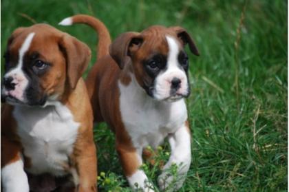 Reinrassig Boxerwelpen