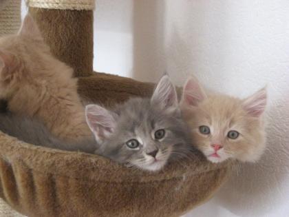 Maine Coon Kitten in blue und creme ab Ende Oktober abzugeben