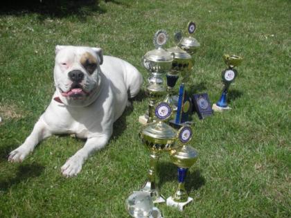 American Bulldog Welpen im November 2022