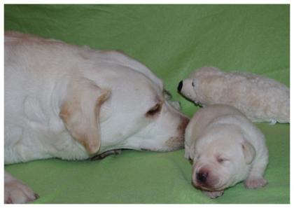 Wir haben einen Wurf Labradorwelpen vom 06. 10. 2022