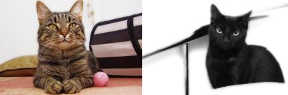 Kater Tigger und Katze Shila zu verschenken inklusive eine Menge Zubehör