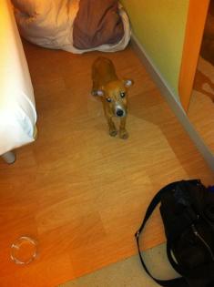 Dobermann stefford welpe abzugeben
