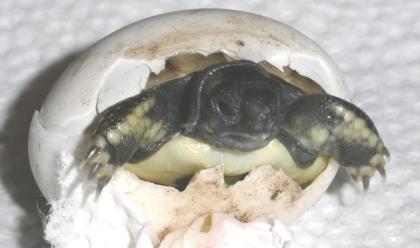 Landschildkrötenbabys aus 2022