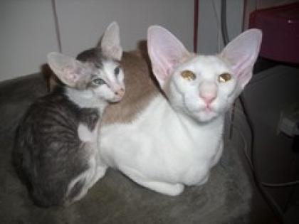 Siamkatzen OKH Peterbald