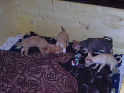 Chihuahua babay selten am 14. 10 2022