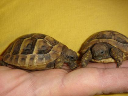 Griechische Landschildkröten NZ 2022