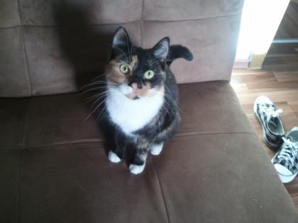 Verschmuste dreifarbige katze 1 5 jahre alt