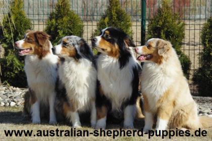 Australian Shepherd Abgabe mitte März 2022 mit Papiere.