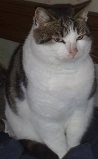 Sehr shone Katze vollig zahm kommen aus der Suche nach einem Haus mit Garten S