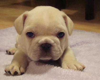 Französische Bulldoggen in Creme Fawn und Fawn
