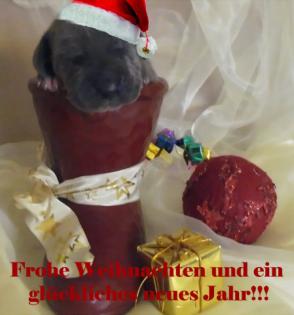 Deutsche-Doggen-welpen