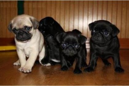 Mops Welpen Beige und Schwarz