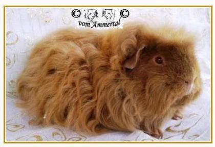1 1 Sheltie und Merino