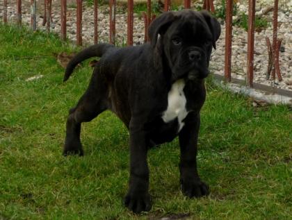 Schöne rassetypische Boxerwelpen mit VDH - Papieren