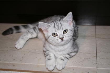 Zwei süße reinrassige Whiskas BKH Kätzchen abzugeben