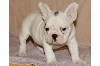 Traumhaft schöne typvolle Französische Bulldog-Welpen