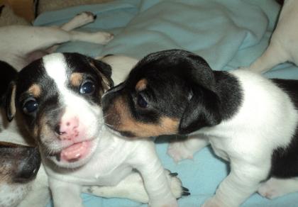 Reinrassige tricolor Jack Russel Welpen suchen ein neues Zuhause.