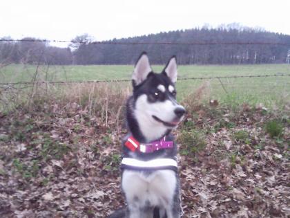 Süßer reinrassiger Siberian Husky bietet Deckackt an.
