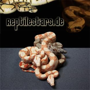 Biete Boas Sunglows Albinos Guyanas usw.