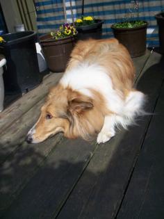 Collie abzugeben wegen Umzug