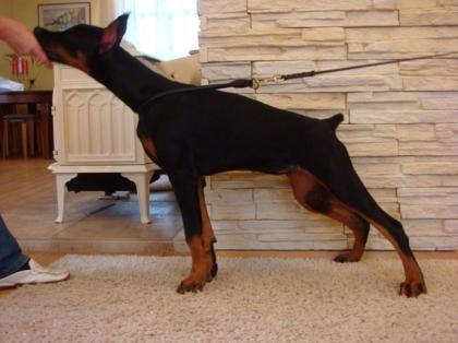 Reinrassige Dobermann Welpen