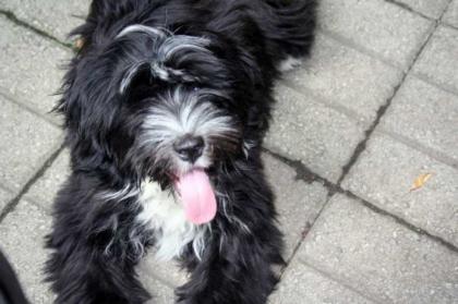 Tibet Terrier Welpen geb. am 24. 03. 2022 1 Rüden und 1 Hündinnen