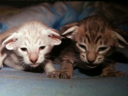 Süße sehr menschenbezogene Siam und Orientalisch Kurzhaar Kitten