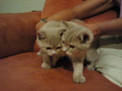 BKH Kitten 3xKater