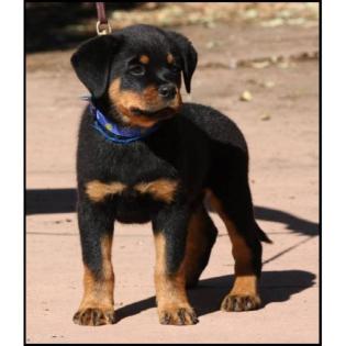 Super gezogene Rottweiler Welpen