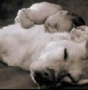 Platz Vor Preis Suche ein Amstaff Pittbul Bullterier. Dogo Argentino Cane Corso w