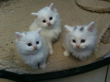 Main Coon Babys Kitten
