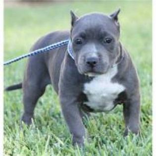 Reinrassige wunderschöne american pit bull terrier welpen für sie