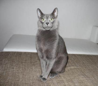 Deckkater Russisch Blau