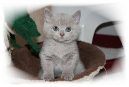 Süßes reinrassiges BKH Kitten mit Stammbaum