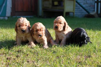 English-Cocker-Spaniel-Welpen abzugeben