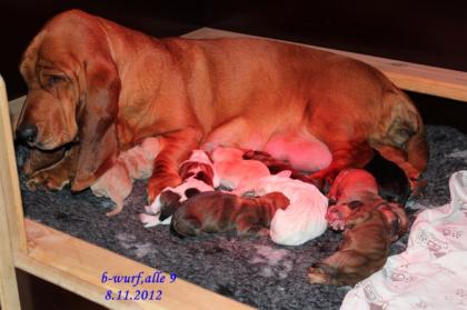 Basset Houndwelpen in aussergewöhnlichen Farben