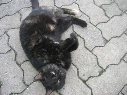 Katze zu verschenken