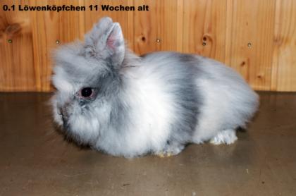 Löwenköpfchen rhönfarbig