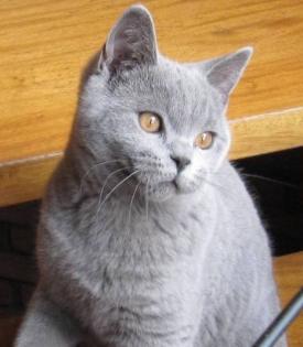 Unser Kuschelbär kleiner BKH-Kartäuserbär sucht auf diesen Wege liebe Menschen