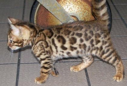 Reinrassige BABY BENGAL KATZE in Snow Brown Tabby Spotted und Silver für die.
