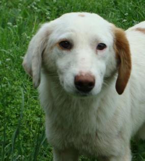 Anka geb. ca. Oktober 2022 sucht eine Familie.