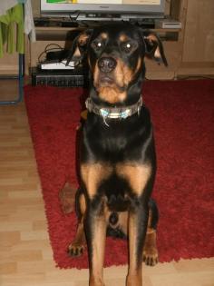Verspielter pupertierender Rottweiler-Dobermann-Mix sucht Erzieher