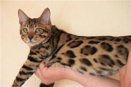 Bengalkatzen Bengalkatze Bengalkater