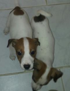 Liebevolle hübsche Jack Russell Welpen langbeinig