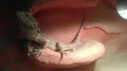 4 Bartagame zu verschenken 2 Terrarien zu verkaufen