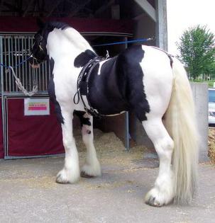 Toller Tinkerwallach 7 Jahre Tinker geritten und gefahren