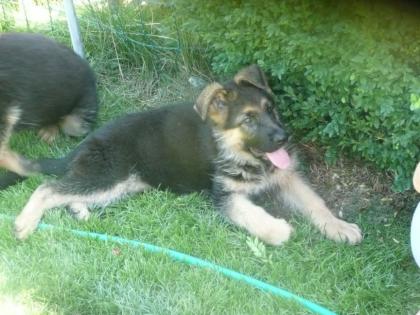 Schäferhundwelpen auch Langhaar