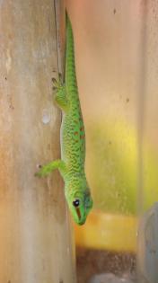 Phelsuma Grandis / Madagaskar Taggeckos