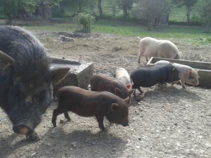 Verschiedenfarbige Minischwein abzugeben